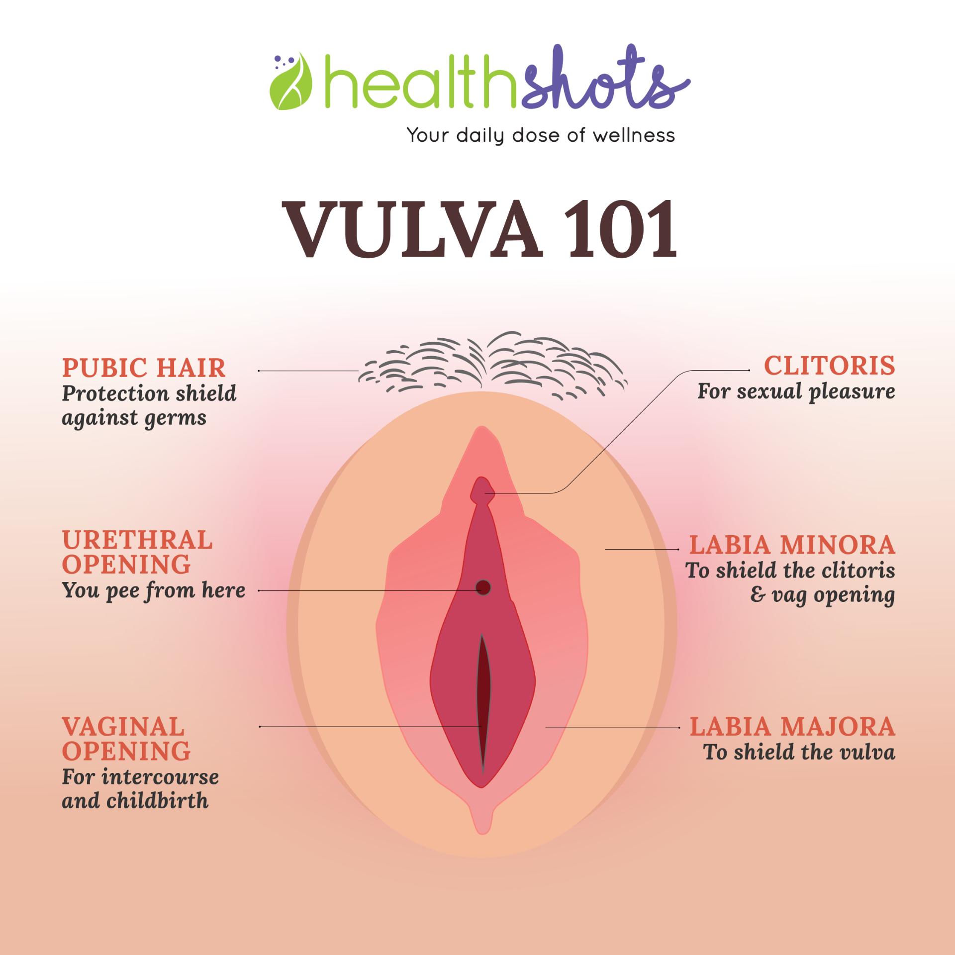 What is the function of the clitoris and clitoris hood? 